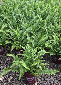 Dryopteris filix-mas 